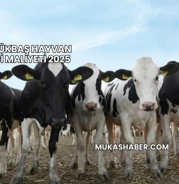 50 Büyükbaş Hayvan Çiftliği Maliyeti 2025
