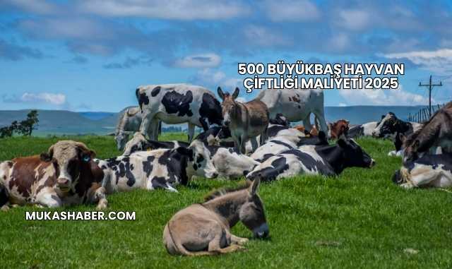 500 Büyükbaş Hayvan Çiftliği Maliyeti 2025
