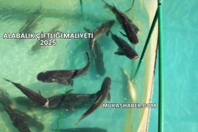 Alabalık Çiftliği Maliyeti 2025