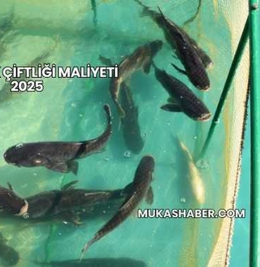 Alabalık Çiftliği Maliyeti 2025