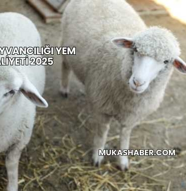 Besi Hayvancılığı Yem Maliyeti 2025