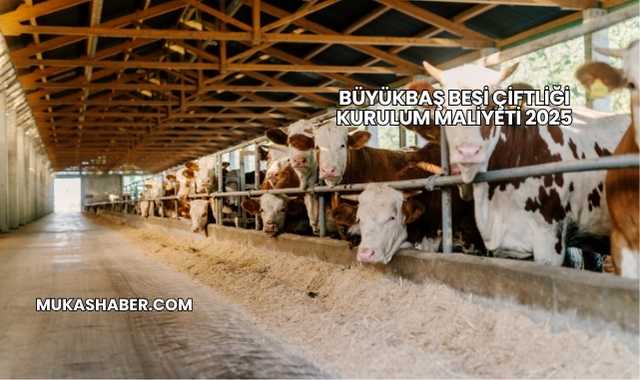 Büyükbaş Besi Çiftliği Kurulum Maliyeti 2025