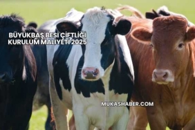 Büyükbaş Besi Çiftliği Kurulum Maliyeti 2025