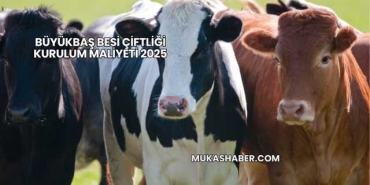 Büyükbaş Besi Çiftliği Kurulum Maliyeti 2025