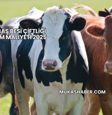 Büyükbaş Besi Çiftliği Kurulum Maliyeti 2025