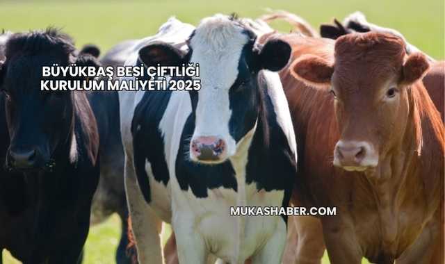 Büyükbaş Besi Çiftliği Kurulum Maliyeti 2025