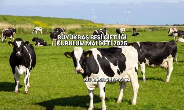 Büyükbaş Besi Çiftliği Kurulum Maliyeti 2025