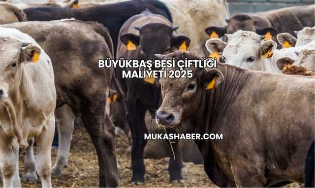 Büyükbaş Besi Çiftliği Maliyeti 2025