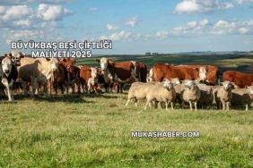 Büyükbaş Besi Çiftliği Maliyeti 2025