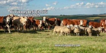 Büyükbaş Besi Çiftliği Maliyeti 2025