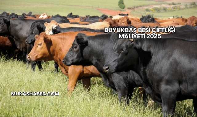 Büyükbaş Besi Çiftliği Maliyeti 2025