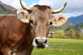 Büyükbaş Çiftlik Maliyeti 2025