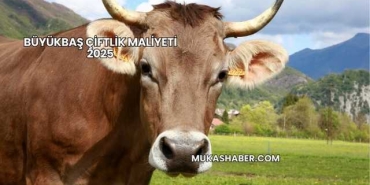 Büyükbaş Çiftlik Maliyeti 2025