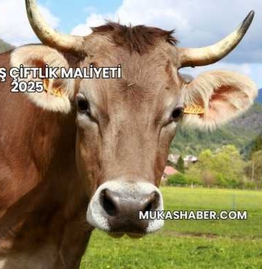 Büyükbaş Çiftlik Maliyeti 2025