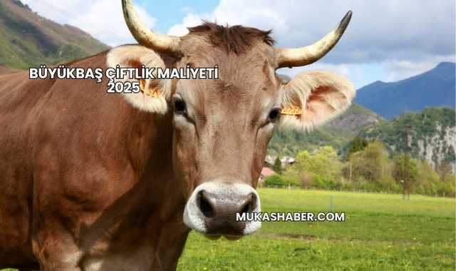 Büyükbaş Çiftlik Maliyeti 2025