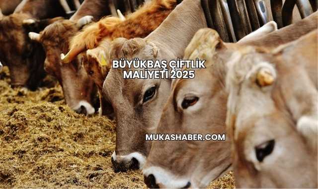 Büyükbaş Çiftlik Maliyeti 2025