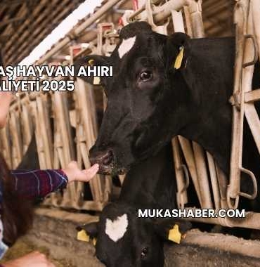 Büyükbaş Hayvan Ahırı Maliyeti 2025