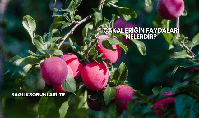 Çakal Eriğin Faydaları Nelerdir?