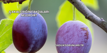Çakal Eriğin Faydaları Nelerdir?