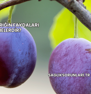 Çakal Eriğin Faydaları Nelerdir?