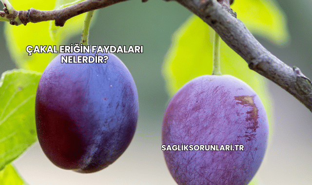 Çakal Eriğin Faydaları Nelerdir?