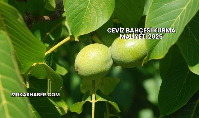 Ceviz Bahçesi Kurma Maliyeti 2025