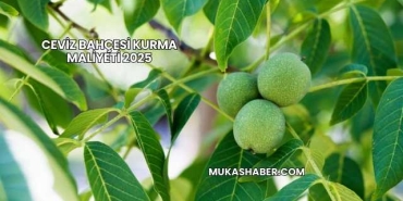 Ceviz Bahçesi Kurma Maliyeti 2025