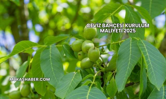 Ceviz Bahçesi Kurulum Maliyeti 2025