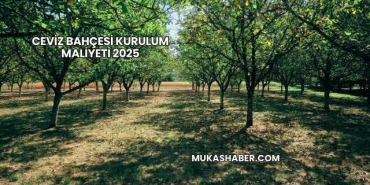 Ceviz Bahçesi Kurulum Maliyeti 2025