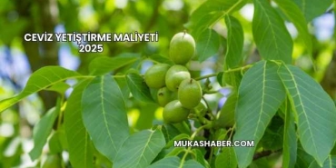 Ceviz Yetiştirme Maliyeti 2025