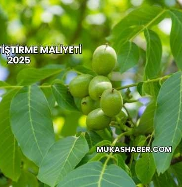 Ceviz Yetiştirme Maliyeti 2025