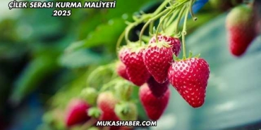 Çilek Serası Kurma Maliyeti 2025