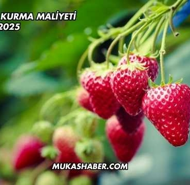 Çilek Serası Kurma Maliyeti 2025