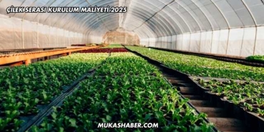 Çilek Serası Kurulum Maliyeti 2025