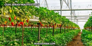 Çilek Serası Maliyeti 2025