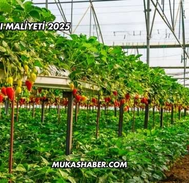 Çilek Serası Maliyeti 2025