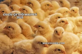 Civciv Çiftliği Maliyeti 2025