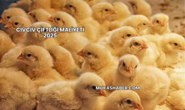 Civciv Çiftliği Maliyeti 2025