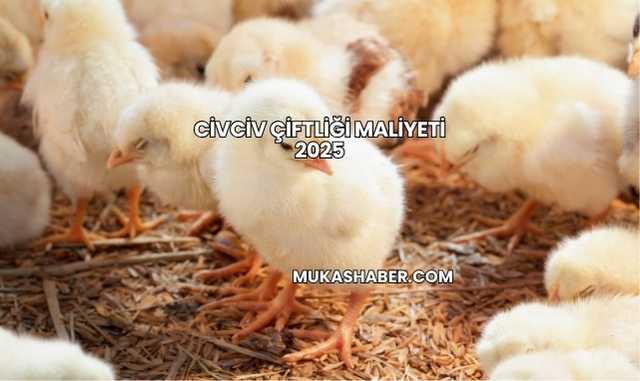 Civciv Çiftliği Maliyeti 2025