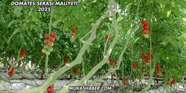 Domates Serası Maliyeti 2025
