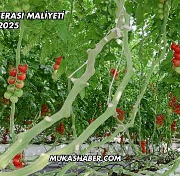 Domates Serası Maliyeti 2025