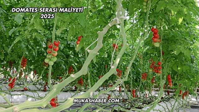 Domates Serası Maliyeti 2025