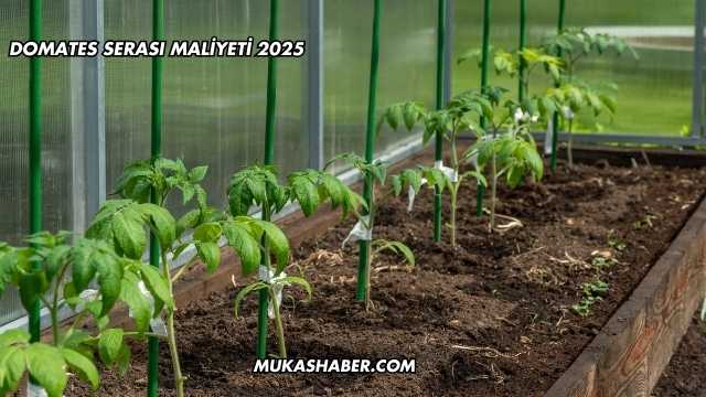 Domates Serası Maliyeti 2025