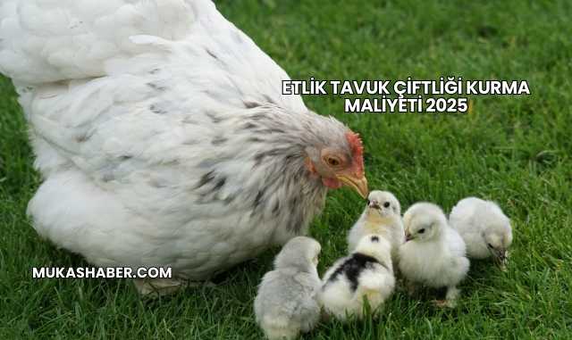 Etlik Tavuk Çiftliği Kurma Maliyeti 2025