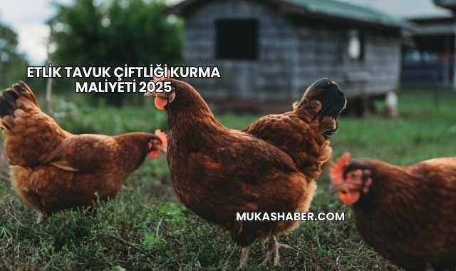 Etlik Tavuk Çiftliği Kurma Maliyeti 2025