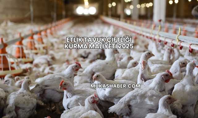 Etlik Tavuk Çiftliği Kurma Maliyeti 2025
