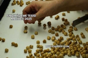 Fındık İşleme Tesisi Maliyeti 2025