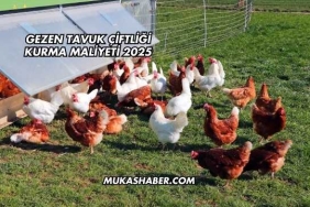 Gezen Tavuk Çiftliği Kurma Maliyeti 2025