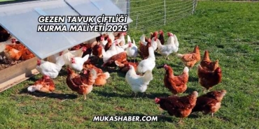 Gezen Tavuk Çiftliği Kurma Maliyeti 2025