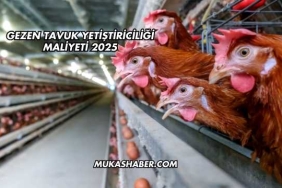 Gezen Tavuk Yetiştiriciliği Maliyeti 2025